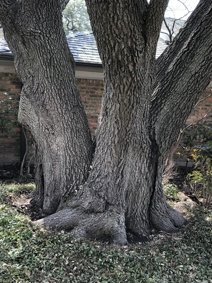 Mature heritage tree close to a Tonasket property cared for by certified arborists